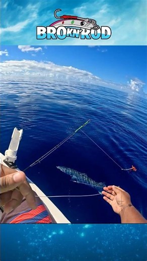 🎣 Nice 7.7 lb barracuda caught trolling! #barracuda #fishing #martinique