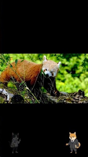 Panda: King of Low-Effort Life