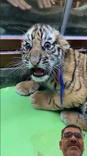 Angry tiger cub #tiger #bigcat #cute #wildtv #cat #discovery #animals