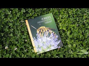 Grozinger Animation Web