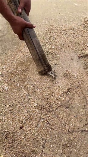 These Crabs Are TOO FAST! 🦀 (Bamboo Trap Win)