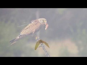 Conservation of Eastern Imperial Eagle and the Lesser Kestrel in the Balkan Green Belt