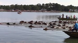 569K views · 21K reactions | PONY SWIM 2022!!! #ponyswim2022 #97thannualponyswim #chincoteague #chincoteagueisland #assateague #assateagueisland #pony #ponies | Chincoteague.com | Facebook