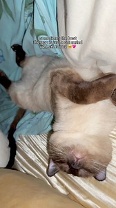 11K views · 729 reactions | cuddle therapy  | TOFU | Facebook