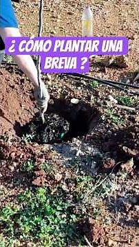 ¿ Cómo plantar una breva ? #comoplantar #plantar #plantararbol #arbolfrutal #arbolesfrutales #huerto