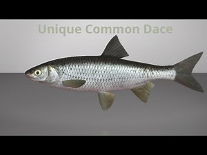 Fishing Planet unique Common Dace