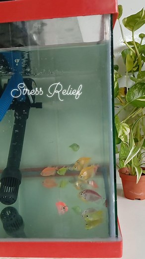 7.1K views · 402 reactions | Stress Relief...#letstalk #sisluzcruz #aquarium #stressrelief #fblifestyle | Sis Luz Cruz | Facebook