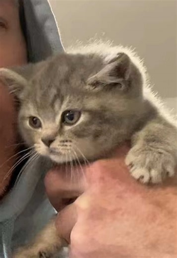 How cute is he 😻 #prestige_bsh #cutekitten #kittensoftiktok #cat #cutecat