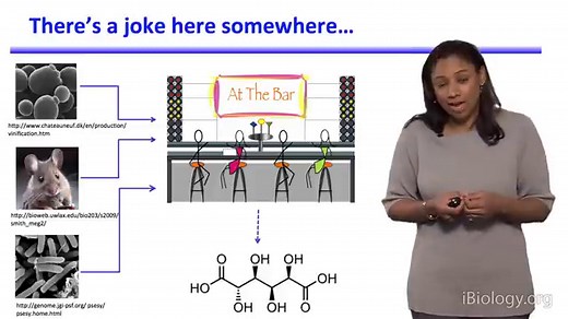 Introduction to Synthetic Biology and Metabolic Engineering • iBiology
