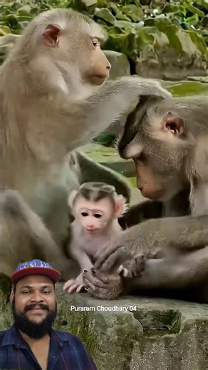 Maa Baap Baccha Ko Pyar Kar Rahe Hai ❤️ #monkey #shorts #viralshort #viralvideo