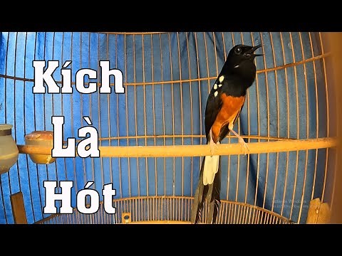 Chòe Lửa Tạch,Sàng Cầu Hót Giọng Rừng Kích Chòe Lửa Căng Lửa.บินหลาดง ,muraibatu ,shamabird