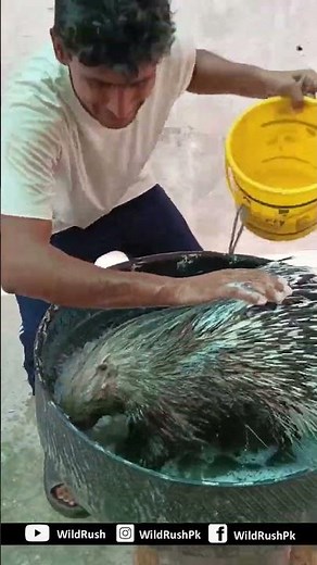 Porcupine | The Spike | 🦔