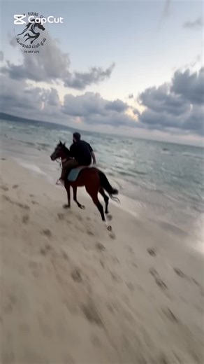 Baraa_riding_club on Instagram‎: "#خيل #نادي_البراء_للفروسية #خيل_عربي"‎