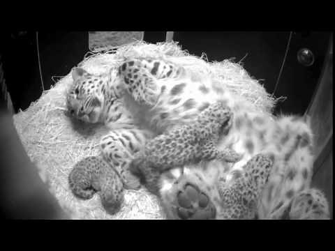 The sound of Amur leopard cubs