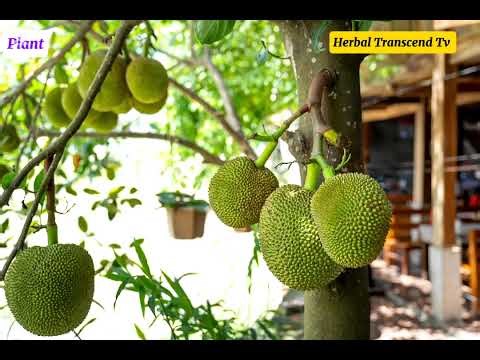 Exploring the World's Biggest Fruit: The Incredible Jackfruit!