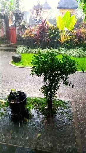 #rain #asmr #bali #insomnia