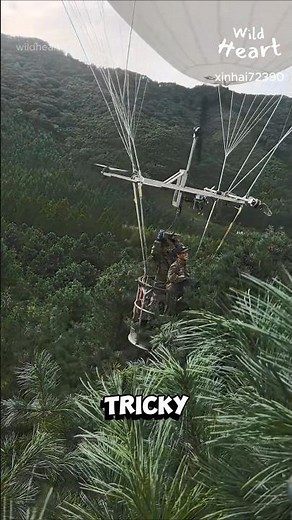 How They Collect Pine Cones