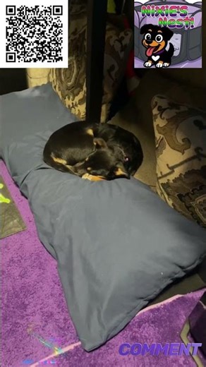 Miracle Update Nixie Is Napping I’m Still Alive 😭🐶💤#Shorts #DogShorts #Dog #NapTime #Cute #Funny