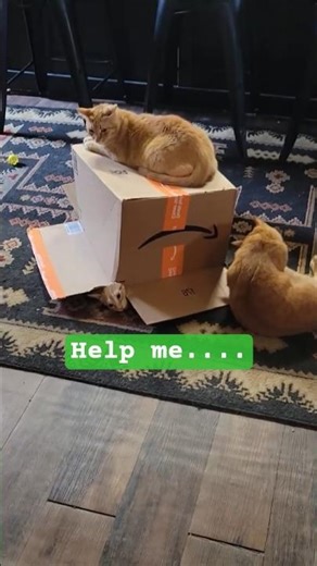 📦🐱Funny cat vs box!!! #shorts #cat