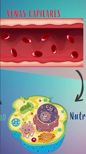 ❤️ The most incredible journey: the journey of blood! | @HappyLearningES