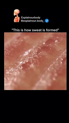 Explainourbody on Instagram: "This is How Sweat is Formed" Ever wondered why your body produces sweat? Sweating is your body’s natural cooling system. When your internal temperature rises—during exercise, heat, or stress—special sweat glands in your skin release liquid. As this sweat evaporates, it cools your body down, helping maintain the perfect internal temperature. But sweat isn’t just water—it contains salts and other compounds, which is why it has a taste and smell. Understanding sweat sh