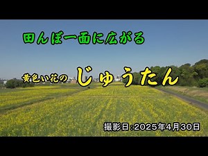 田んぼ一面に広がる『黄色い花のじゅうたん』 撮影日2025年４月30日