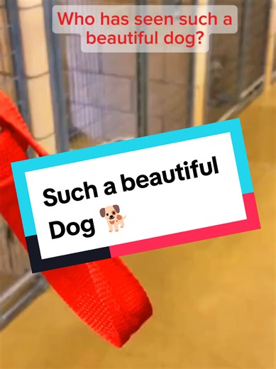 Heartwarming Dog Adoption Journey: Celebrate New Beginnings