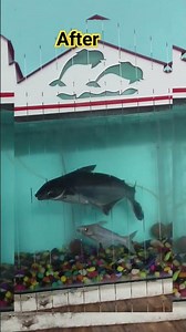 #My big Shark fish #Seven year old #fishtank #cleaning #pet