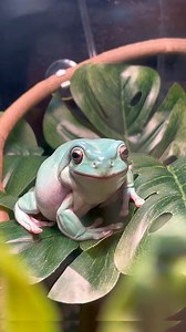 290K views · 9.5K reactions | White Tree Frog  This Frog is Too Cute! | 1 Minute Animals Chubby, calm, and always smiling, the white tree frog is pure charm! With sticky toe pads for climbing and a built-in water reserve, this little amphibian is as tough as it is adorable. @top fans #whitetreefrog #treefrog #frogs #froglife #frogsofinstagram | 1 Minute Animals | Facebook
