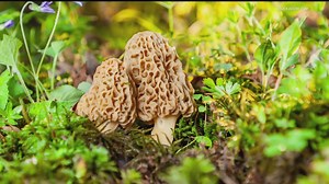 Arkansas naturalists begin the epic annual morel mushroom hunt