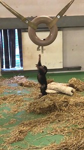 Thank you North Carolina Zoo for this super cute video of Baby Obi! WE ALL NEED A LITTLE OBI IN OUR LIVES RIGHT NOW! ❤️🐵 North Carolina Zoo | FOX8
