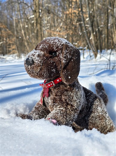 Nutmeg jugando en la nieve - Un día feliz