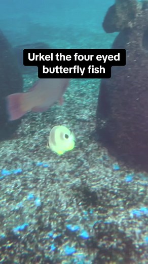 Meet Urkel: The Newest Member of Our Squad at St. Augustine Aquarium