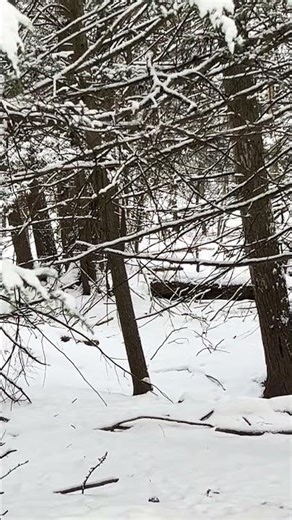 Deer 🦌 Running Off #deer #nature #wildlife #outdoors #shorts #animals #viral