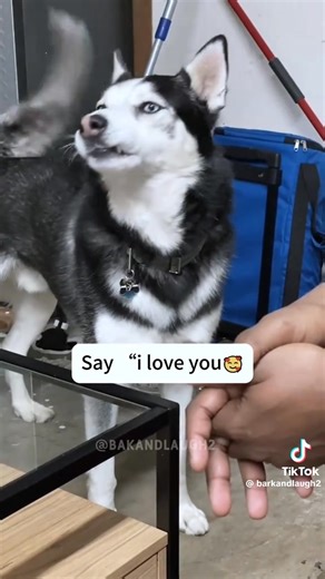 Talking Huskies: A Love StorySo, you think dogs can’t talk? Clearly, you’ve never met a husky.This morning, one sat in the kitchen, tilted their head dramatically, and declared:“I loooove youuuu!” Was it to their human? Maybe. Was it to the chicken on the counter? Absolutely.The second husky joined in — because if one howls, the other must respond.“I LOOOVE YOU MORE!”Now it’s a full-blown love duet… with a side of drama and drool.Yes, huskies talk. Just be ready — once they start, they don’t sto
