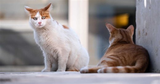 Mais pourquoi cette mairie en Haute-Garonne demande-t-elle à ses habitants une photo de leurs chats ?