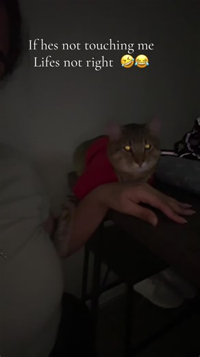 Needy cats #clingycats #spoildcat #catsoftiktok #tabbycat