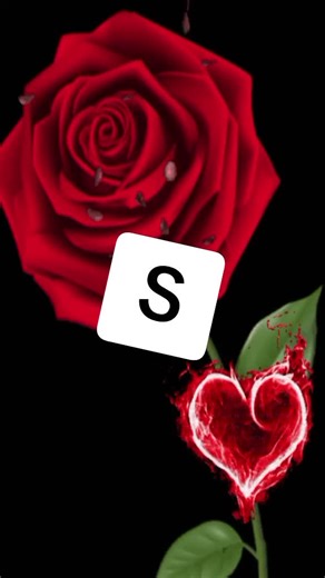 Stunning Fiery Red Rose Art Video