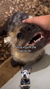 763K views · 4.9K reactions | PSA for anyone thinking about getting an ACD puppy • • • #australiancattledog #blueheeler #acd #cattledog #dogsofinstagram #heeler #heelergrams #heelersofinstagram #blueheelersofinstagram #dogs #australiancattledogsofinstagram #cattledogsofinstagram #heelernation #redheeler #puppies #heelerlove #heelermoments #blueheelerpuppy #dogs #blueheelers #heelerpuppy #cattledoglove #puppiesofinstagram #blueheelerlove #heelerclub | The Mac Dad | Facebook