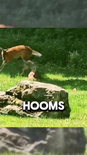 SHOCKING Deer Viciously Attacks Dog When Prey Fights Back #wildlife #survival #shorts