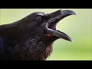 Crow - Common Crow, Bird Sounds, Cawing and Rattling, Voice, Song,, Call, Sounds and Other Noises