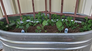 2.8K views · 54 reactions | Using a galvanized stock tank for a raised bed isn’t something new. Many gardeners have used stock tanks because they are durable, somewhat portable, can be placed in many locations including yard, deck, front porch, and more places to allow for growing even in areas where soil isn’t accessible and they have a drain! Learn more here > https://bit.ly/3et6bbY | Wilco | Facebook