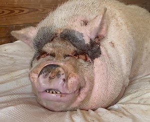 Look at Hamilton smile when I tell him that I love him! 💕🤗💕 | Frog Song Farm Sanctuary