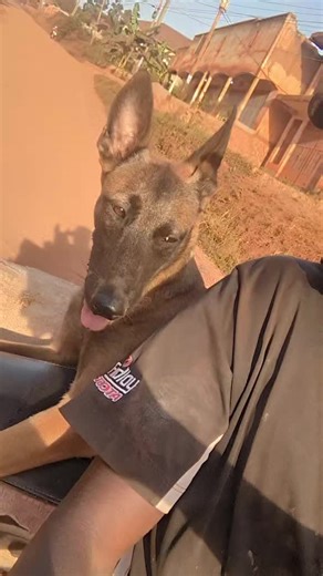 Robbe trainer (@pasrober)’s videos with original sound - G E O S T E A D Y