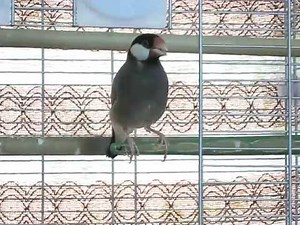 Java Sparrow singing his Star Wars