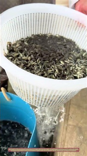 Wasserströme lenken: Wie ein weißer Schlauch tausende Fischbrut sicher transportiert