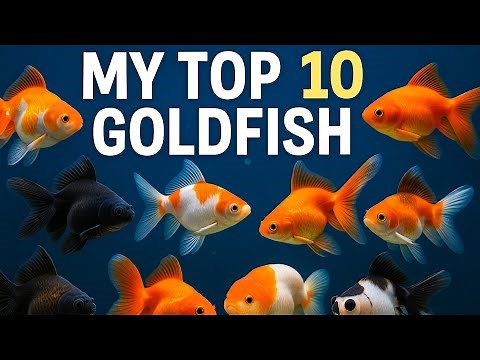 Top 10 Most Beautiful Goldfish Types You Must See! 🐠✨