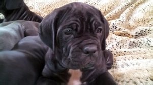 Too Cute: Season 3 Episode 2 Tiny Puppies, Big Paws