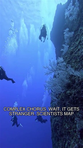 This entire ecosystem literally hums in the dark.