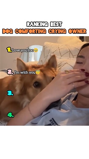 DOG COMFORTING CRYING OWNER 😭🥹😇🫂❤️👍✅#shorts#ytshorts#shortsfeed#dog#love#viral#trending#viralvideo